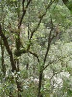 pine oak forest