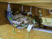 Clay-colored Robin Nest