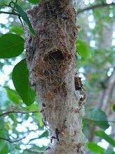 Common Tody-Flycatcher Nest