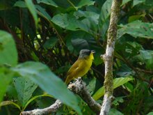 Gray-crowned Yellowthroat Male