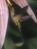 Wedge-tailed Sabrewing