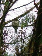 Pygmy-Owl sp