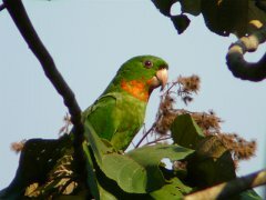Red-throated Parakeet 