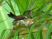 Rufous-tailed Humminbird