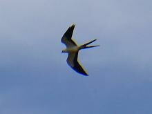 Swallot-tailed Kite