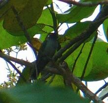 Violet-headed Humminbird