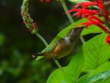 Wine-throated Humminbird