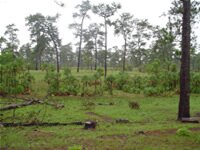 mosquitia pine savanna