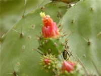 Cactus Flower