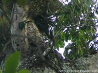 Emerald Toucanet Nesting Site